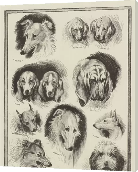 Sketches from the Dog Show at the Crystal Palace (litho)