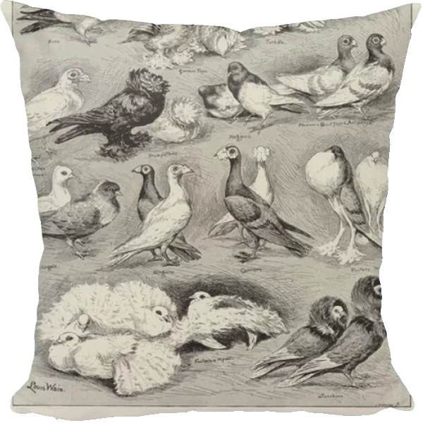 Some Varieties of the Modern Pigeon (engraving)