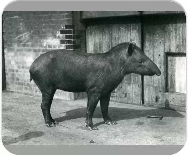 A Brazilian or South American Tapir at London Zoo, September 1922 (b  /  w photo)