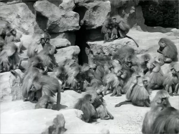 A group or troop of Sacred Baboons sitting on rocks in their enclosure, London Zoo