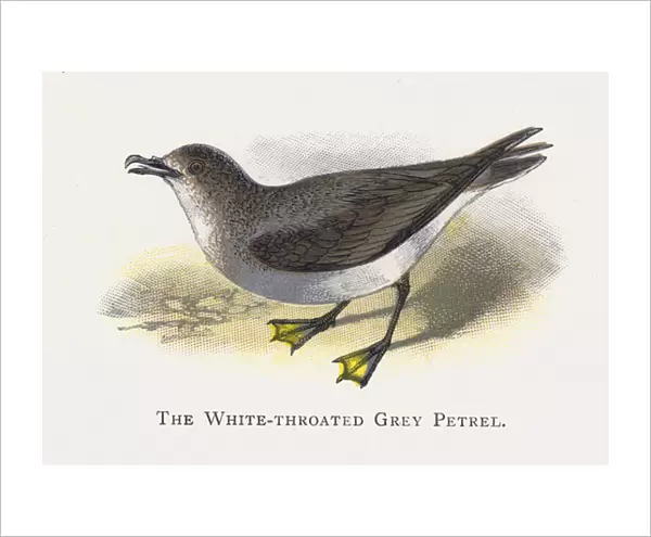 The White-throated Grey Petrel (chromolitho)