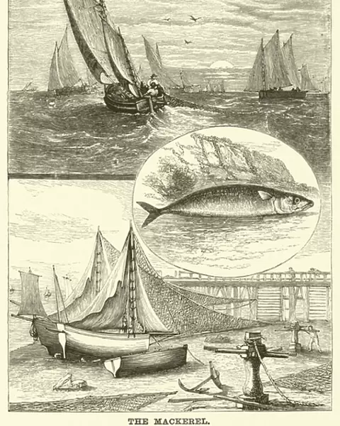 The Mackerel (engraving)