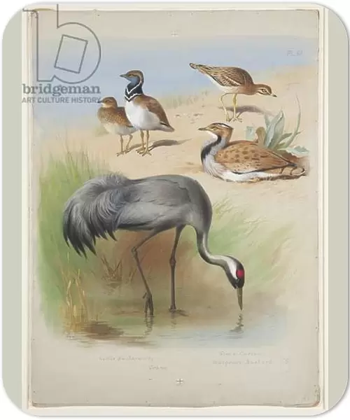 Crane, stone curlew and bustards, c. 1915 (w  /  c & bodycolour over pencil on paper)