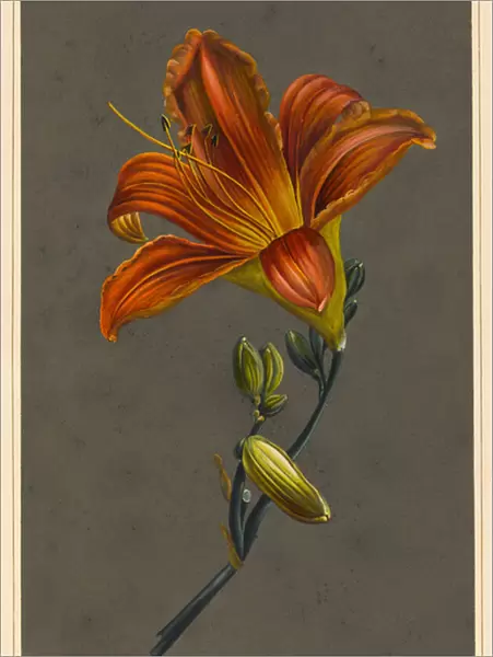 Hemorocallus (Day Lily), 1830 (bodycolour on paper with a prepared ground)