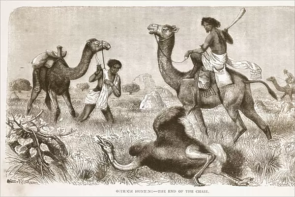 Ostrich hunting- the end of the chase, illustration from The Pictorial Edition of
