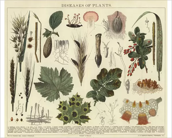 Diseases of plants (colour litho)