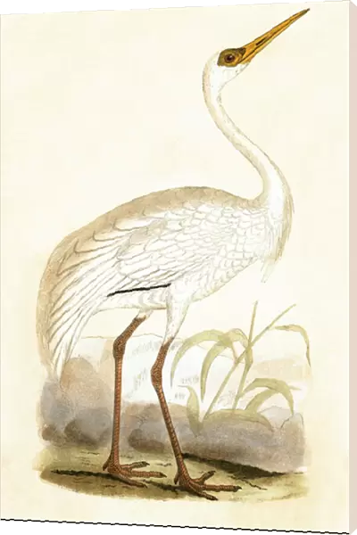 Siberian Crane, illustration from A History of the Birds of Europe Not Observed in the British Isles by Charles Robert Bree (1811-86), published 1867 (colour litho)