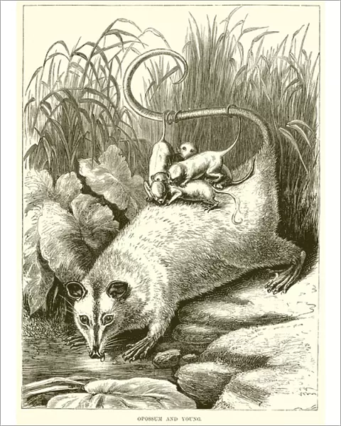 Opossum and Young (engraving)