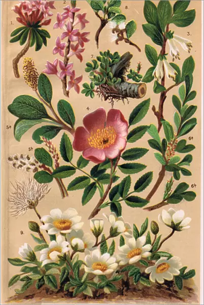 Alpine Plants, illustration from Alpine Flora by Professor C. S