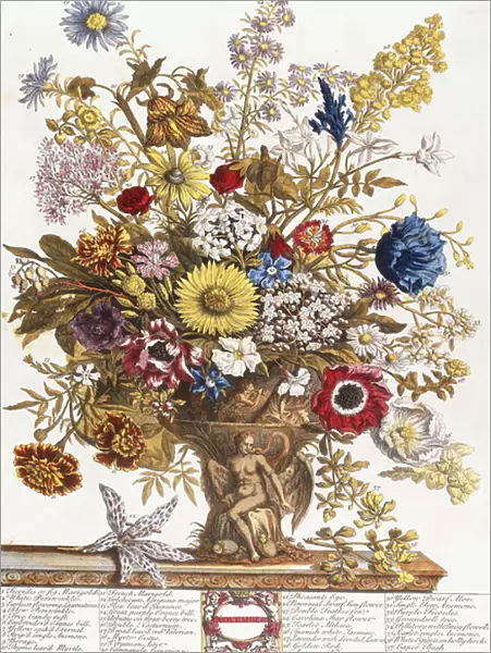 November, from Twelve Months of Flowers, 1730 (colour engraving)
