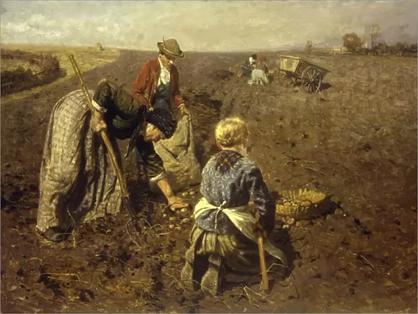 The Potato Harvest (oil on canvas)