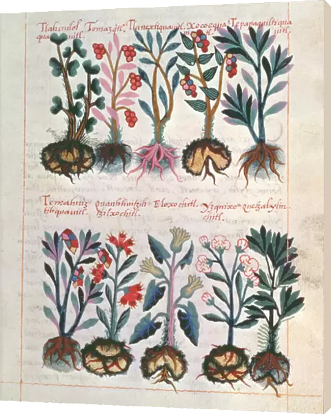 Medicinal Plants (vellum)