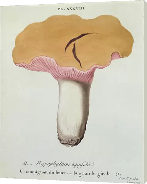 Hyprophyllum aquifolii, plate 38 from Iconographie des Champignons de J. J