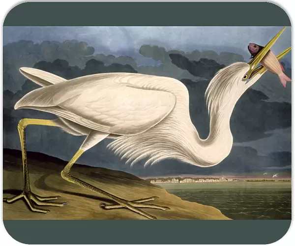 Great White Heron, from Birds of America, engraved by Robert Havell (1793-1878