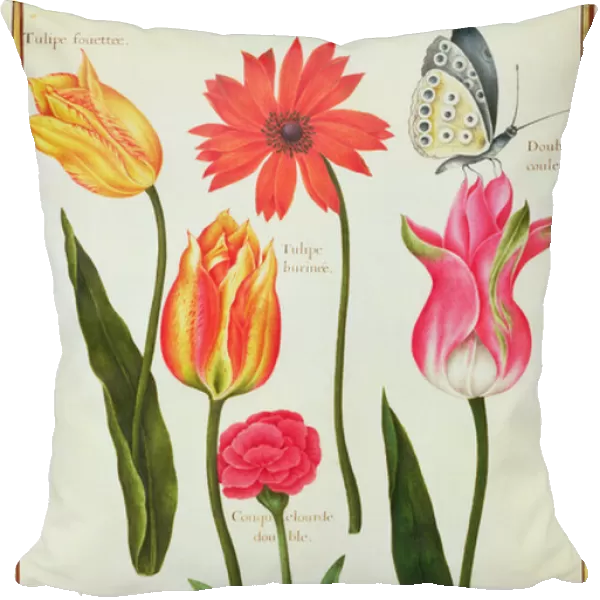 PD. 109-1973. f27 Tulips, Anemone, Lychnis and a Butterfly (w  /  c on vellum)