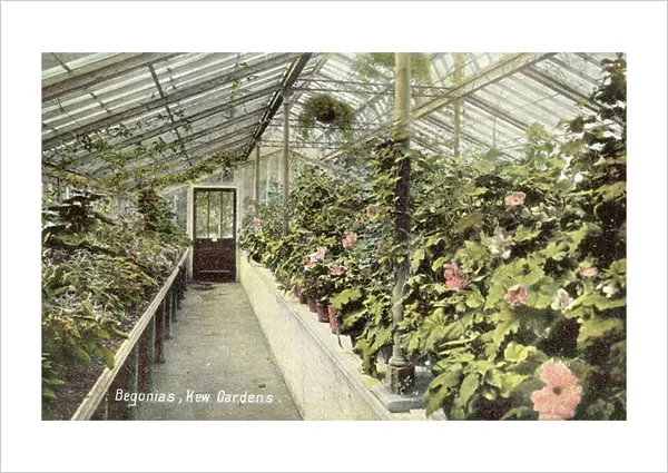 Begonias, Kew Gardens, London (colour photo)