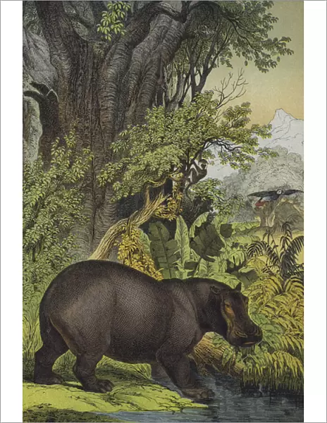 Animals and plants of marsh woodland in the Sudan (colour litho)