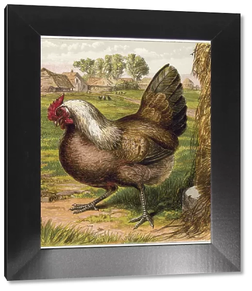 Hen. LLM462153 Hen by English School, (19th century); Private Collection; (add.info.: Hen