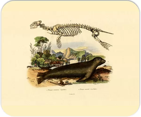 Cape Fur Seal, 1833-39 (coloured engraving)