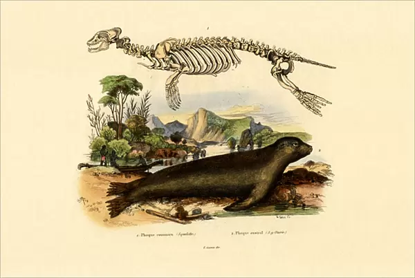 Cape Fur Seal, 1833-39 (coloured engraving)
