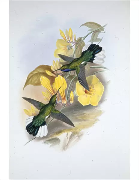 Blue-throated Sabre-wing (Campylopterus Ensipennis) (hand-coloured litho)