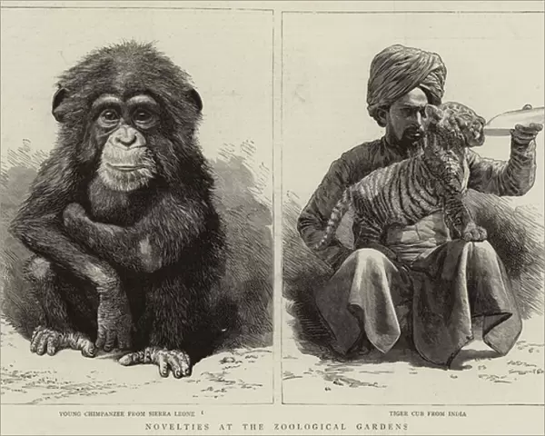 Novelties at the Zoological Gardens (engraving)