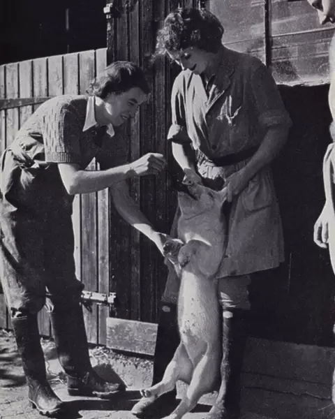 Members of the Womens Land Army give a pig a dose of medicine in an agricultural college in Kent (b  /  w photo)