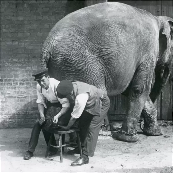 Female Asiatic Elephant having her feet trimmed by her keepers at London Zoo
