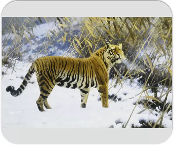 Tiger in a Winter Landscape, 1912 (oil on canvas)