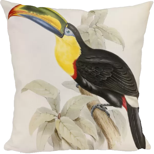 A Monograph of the Ramphastidae, or Family of Toucans, First Edition
