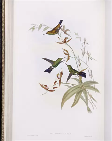 A Monograph of Trochilidae, or Family of Hummingbirds, published 1849-61 (colour litho)