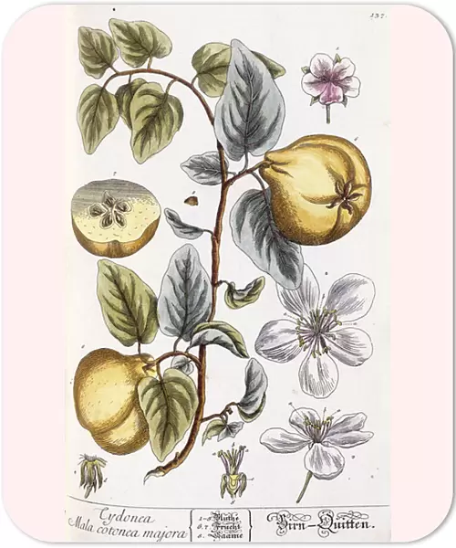 Quince (Cydonea mala cotonea majora), c. 1750-65 (hand-coloured engraving)