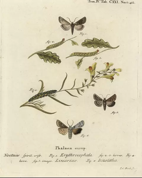 Red-headed chestnut, Conistra erythrocephala 1-4, toadflax brocade, Calophasia lunula 5 and grey shoulder knot, Lithophane ornitopus 6. Handcoloured copperplate engraving by Johann Carl Bock after Eugenius Johann Christoph Esper