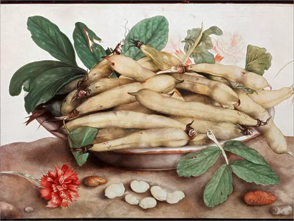 Still life on the plate of beans Painting by Giovanna Garzoni (1600-1670