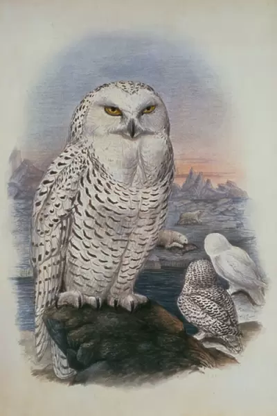 Snowy Owl, Nyctea Nivea (w  /  c)
