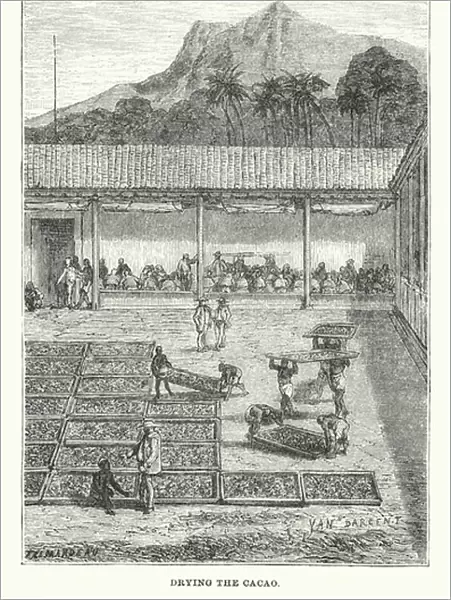 South America: Drying the cacao (engraving)