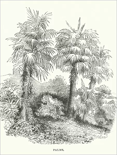 South America: Palms (engraving)