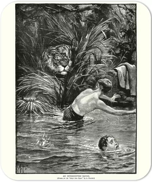 Tiger interrupting boys swimming (litho)