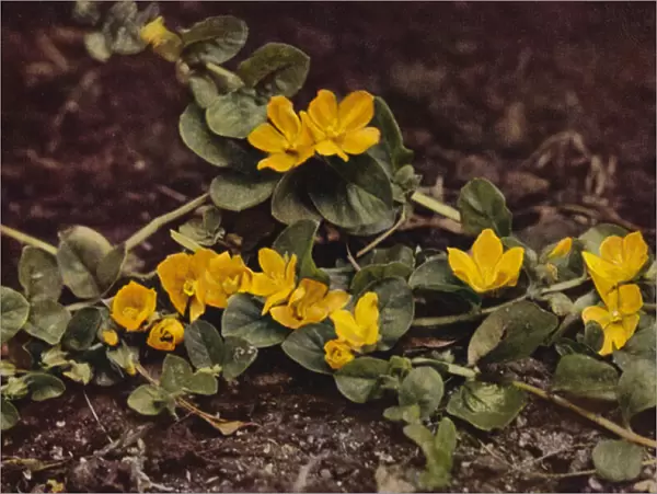 Wild flowers: Moneywort (colour photo)