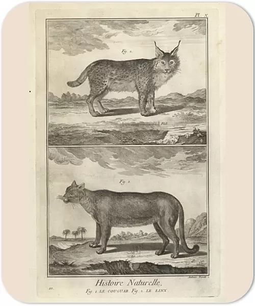 Puma and Eurasian lynx. 1774 (engraving)