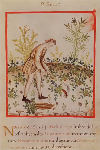 Ms. 3054 fol. 9 Harvesting Parsnips and Carrots, from Tacuinum Sanitatis (vellum)
