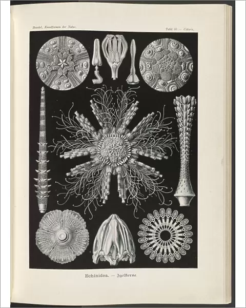 Echinidea: sea urchins and sea dollars, 1904 (colour litho)