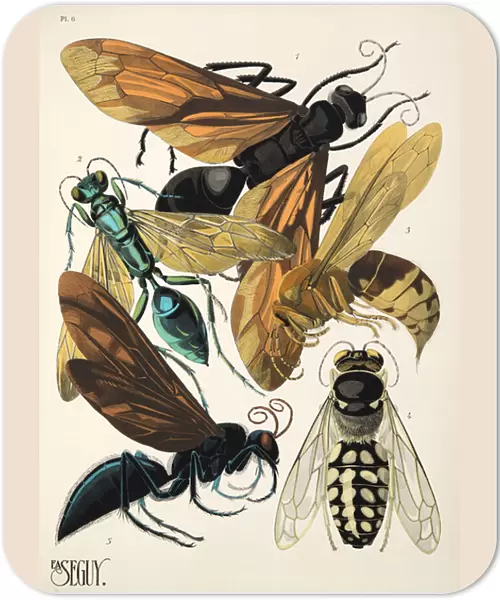 Plate 6 from Insectes, pub. 1930s (pochoir print)