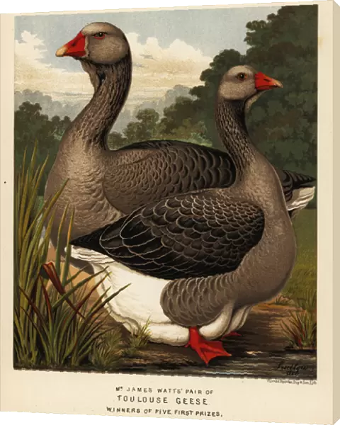 Toulouse geese with dewlap, cock and hen, 1890 (chromolithograph)