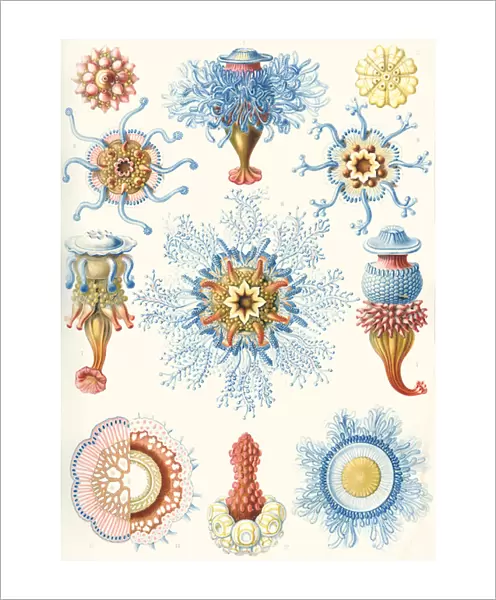 Examples of Siphonophorae from Kunstformen der Natur, 1899 (colour litho)