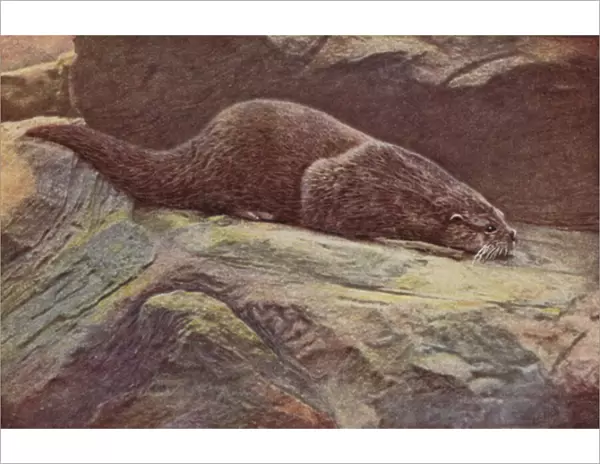 Otter, Lutre vulgaris (coloured photo)