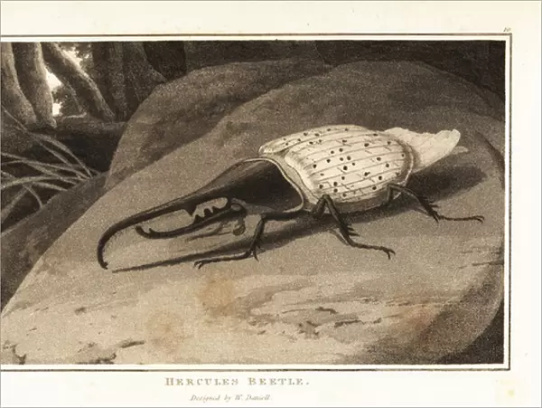 Hercules beetle, Dynastes hercules, perched on a rock. 1807 (aquatint)