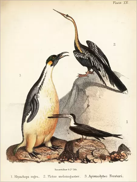 Black skimmer, Oriental darter and emperor penguin. 1855 (lithograph)
