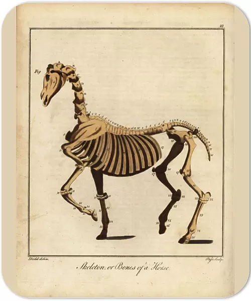 Skeleton or bones of a horse. 1792 (engraving)