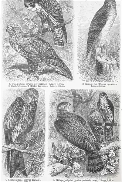 Various falcons (Falco), birds of prey of the genus comprising about 40 species, Historic